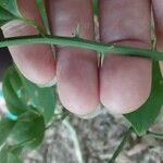 Smilax rotundifolia Bark