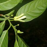 Annona reticulata Плод