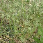 Aegilops geniculata Hábito