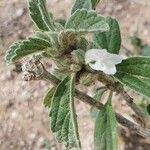 Leucas tomentosa Flower