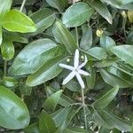 Jasminum azoricum Flor