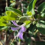 Barleria volkensii Flower