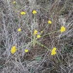 Tanacetum annuum Blüte