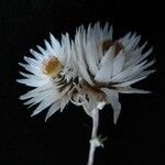 Anaphalioides papuana Flor