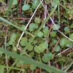 Lysimachia tenella Blatt