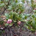 Arctostaphylos uva-ursi Листок