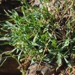 Sesamoides purpurascens 葉