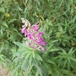 Epilobium angustifoliumFlower