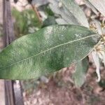 Acokanthera oppositifolia Leaf