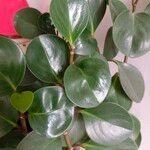 Peperomia obtusifolia Folha