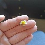 Galinsoga parviflora Flor