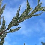 Salix integra Leaf