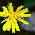 Hieracium glaucinum Flower