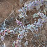 Suaeda vermiculata Blatt