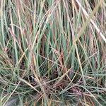 Carex panicea Blatt