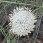 Cephalaria leucantha Flor