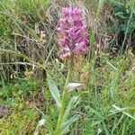 Dactylorhiza sambucinaBlodyn