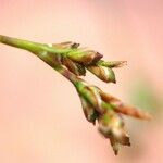 Carex ornithopoda Fruto