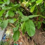 Ficus thonningii List