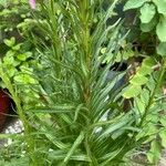 Liatris spicata Облик