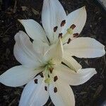 Lilium candidumBlomma