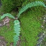 Asplenium platyneuron Hoja