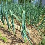 Allium porrum Habit