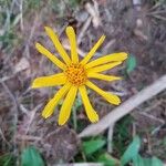 Arnica montana Квітка