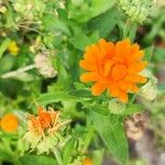 Calendula stellata Leaf