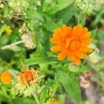 Calendula stellata Blad