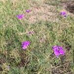 Verbena bipinnatifida Цвят