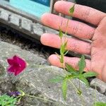 Callirhoe digitata Flower
