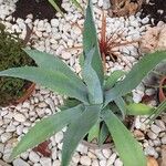 Agave asperrima Leaf