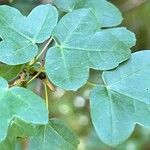 Acer × bornmuelleri Leaf