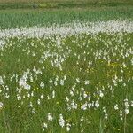 Eriophorum latifolium عادت داشتن