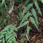 Lasiacis ruscifolia Hoja
