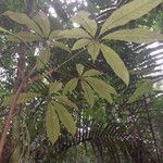 Eriotheca longitubulosa Hoja