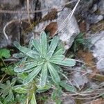 Saxifraga hostii Likasa