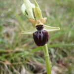 Ophrys incubacea Övriga