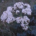 Crambe maritima 花