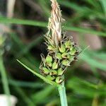 Carex pilulifera Fleur