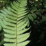 Cyathea pungens 叶