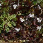 Teesdalia coronopifolia Hábito