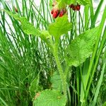 Symphytum asperum Leaf