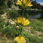 Gentiana × marcailhouana عادت