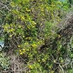 Dolichandra unguis-cati Plante entière