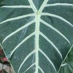 Alocasia longiloba Лист