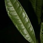 Vantanea parviflora
