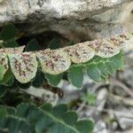 Asplenium ceterach Blatt