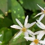 Eurybia schreberi Flower